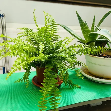 Alcala Appartement *