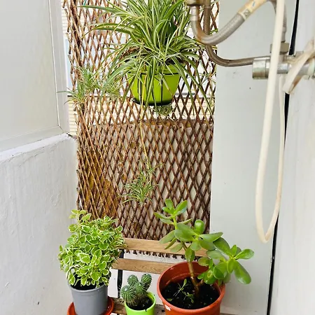 Apartman Alcala