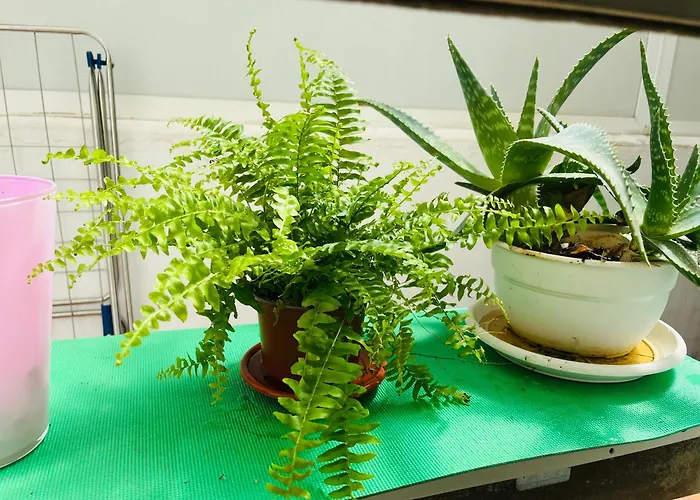 Alcala Appartement *